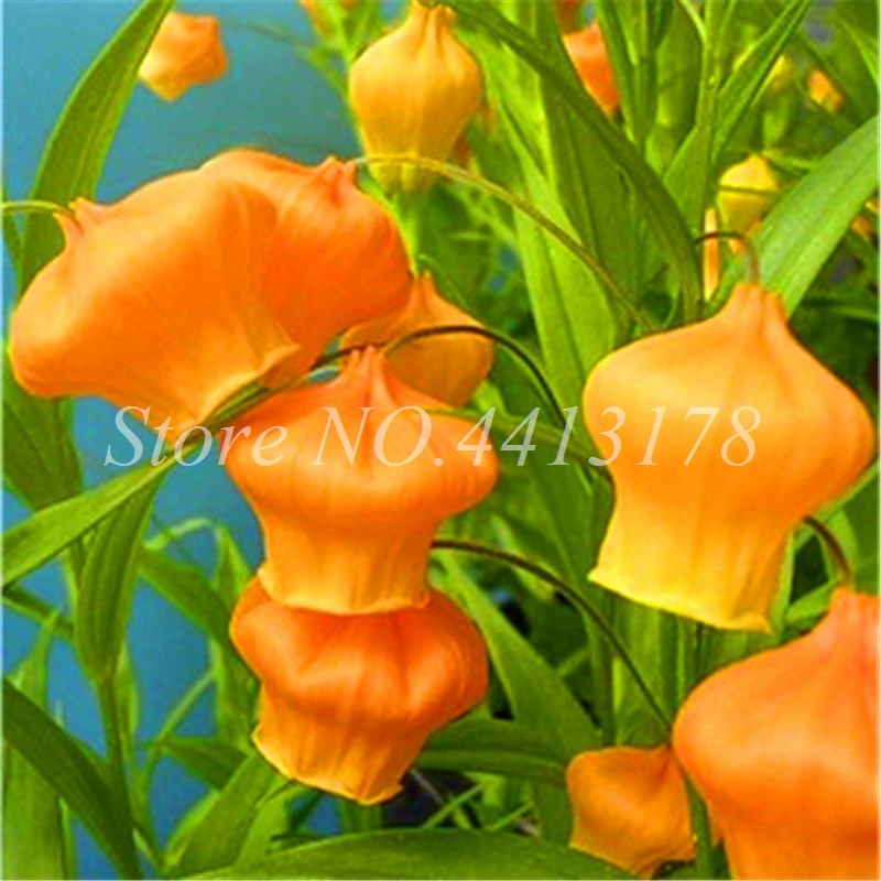 100 шт редкий колокольчик Орхидея Декор искусственные кашпо| |