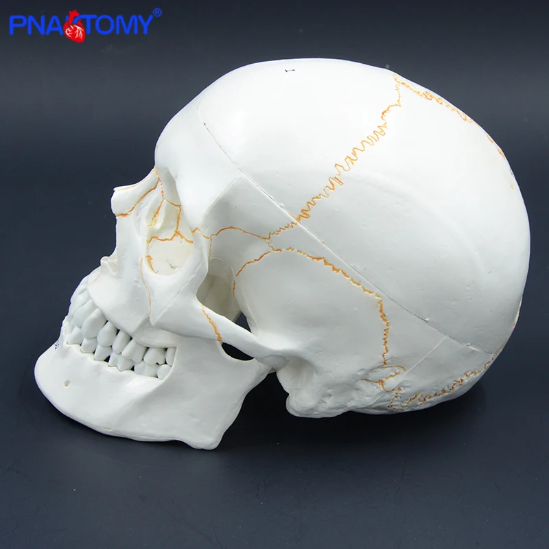 Модель человеческого черепа в натуральную величину анатомическая учебная