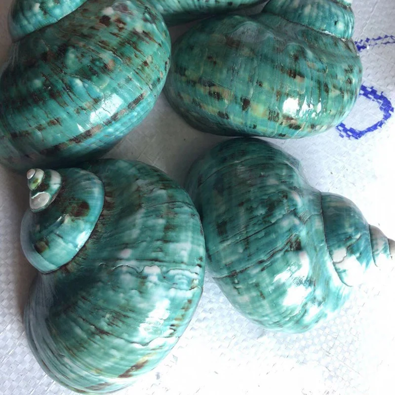 BESTGreen большой раковины домашнего интерьера Морской Декор рыбы сухой аквариум