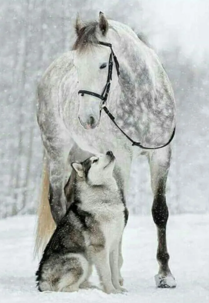 

Div 5D лошадь волк зимнее снежное дерево полная алмазная живопись наборы для вышивки крестиком искусство Высокое качество животные 3D краска а...