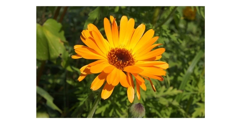 Seedssun aynсобой SAFA BLOSSOM*(Календула офисная
