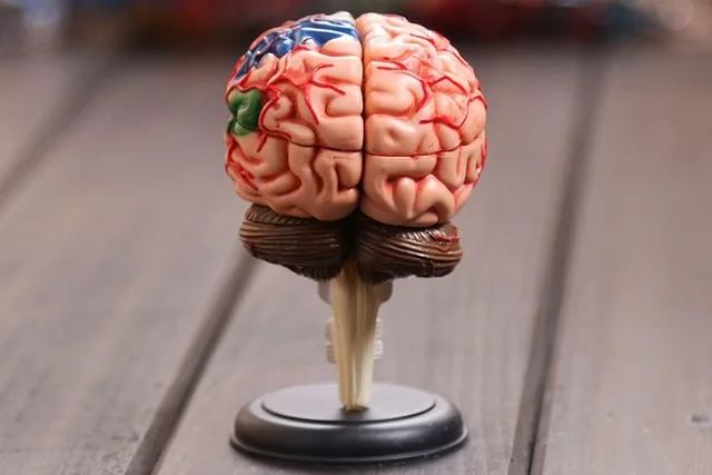 

4D master Human brain model structure model assembled Anatomy dimensional model 32pcs set free shipping