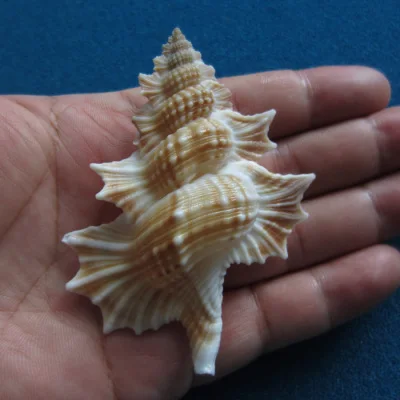 

80,2 мм, супер большой раковины с крылатыми крыльями, Коллекция редких раковин, украшение для дома