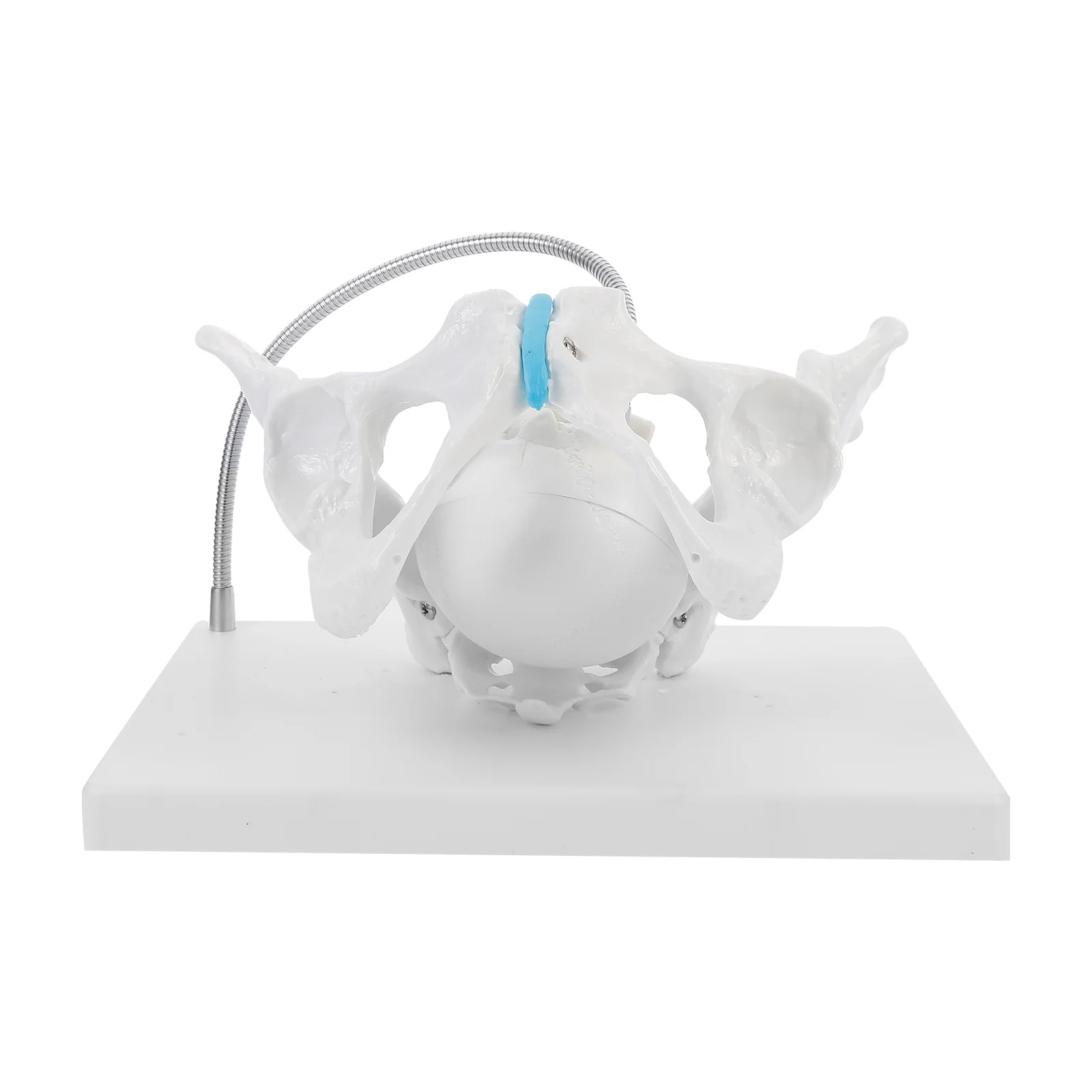 

1pc Pelvis Baby Head Display Model Teaching Female Pelvis Baby Head Model