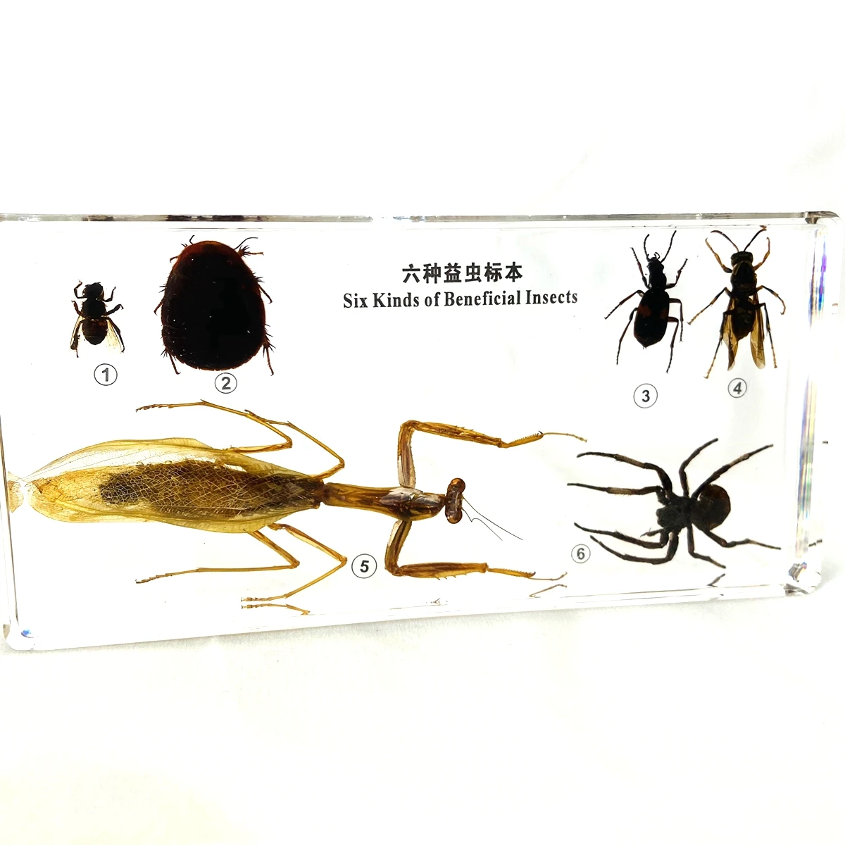 

Six Kinds of Beneficial Insects Embedded Specimen Insect Specimen Models Biological Entomology Teaching Aids Resin Handicraft