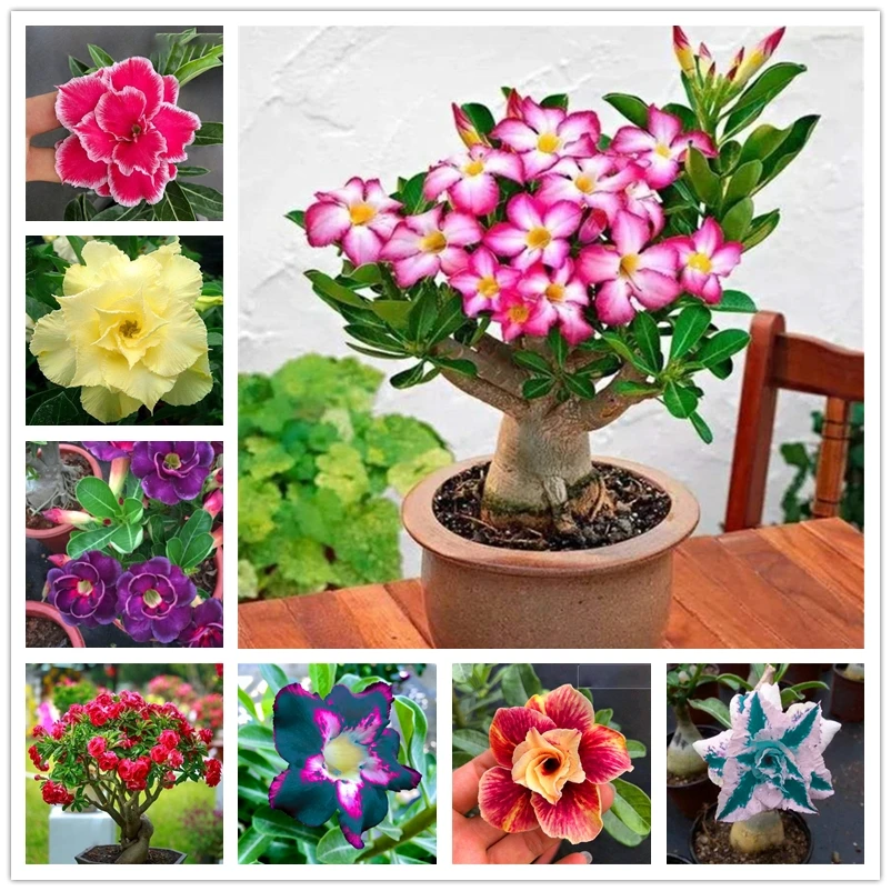 

2 шт./упаковка, ароматные розы