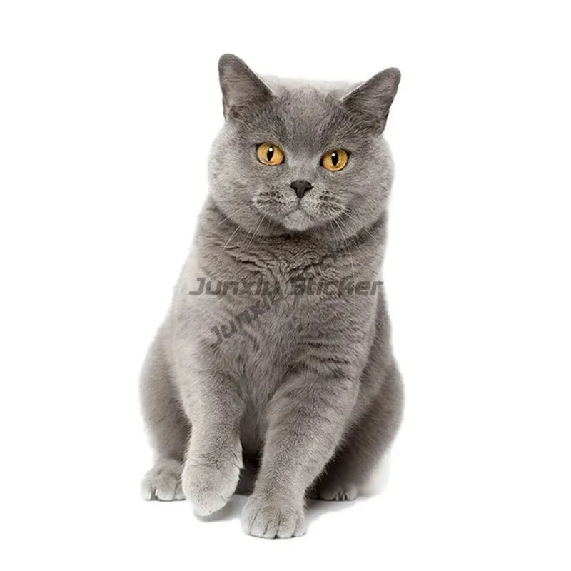 Автомобильная наклейка с милым котом персидским Birman Bombay британская