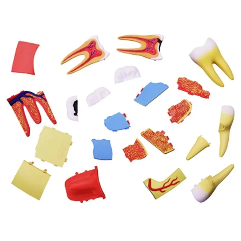 4D мастер модель зуба heymodel