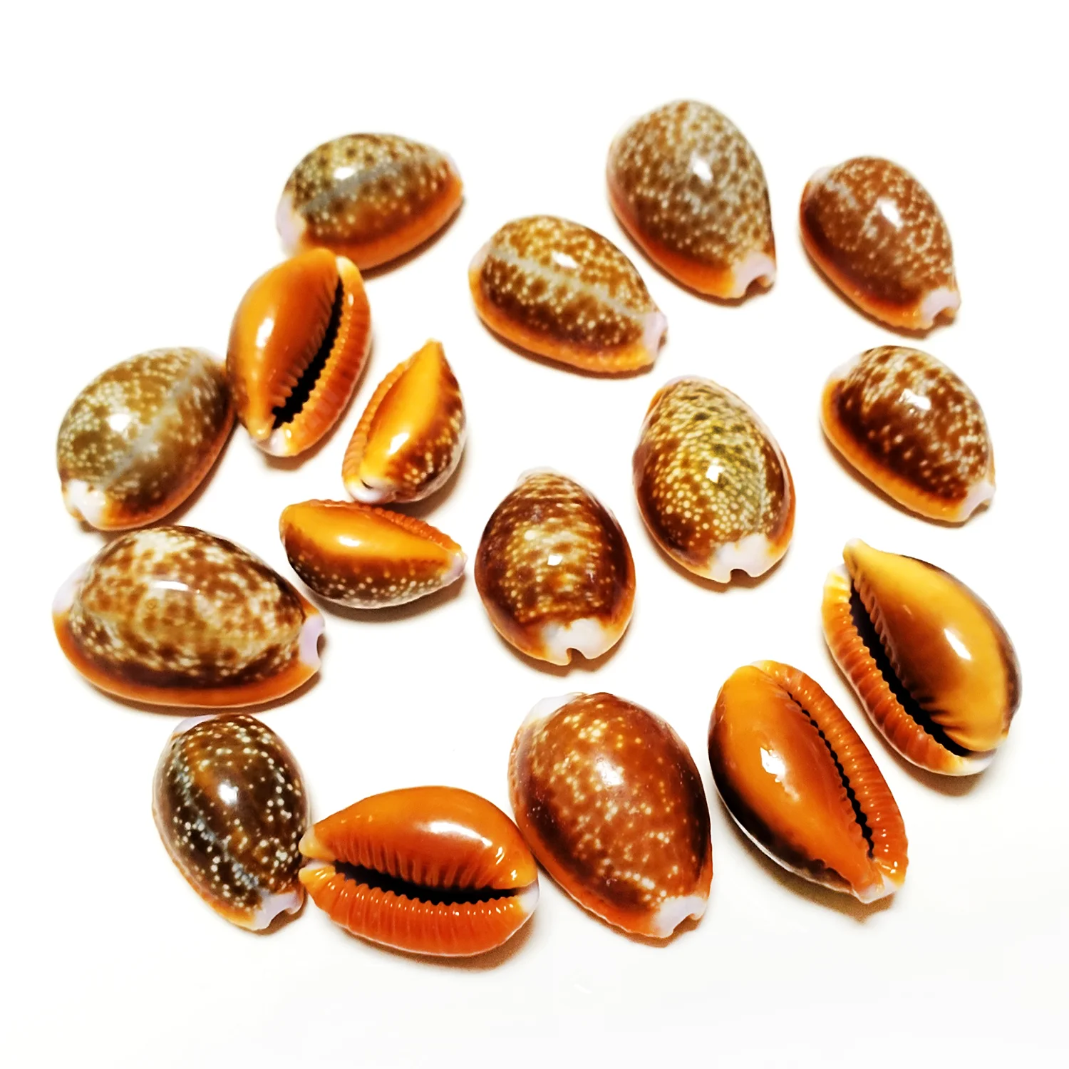 Натуральный мед цвет коричневый улитка эросария ракушки 10 шт