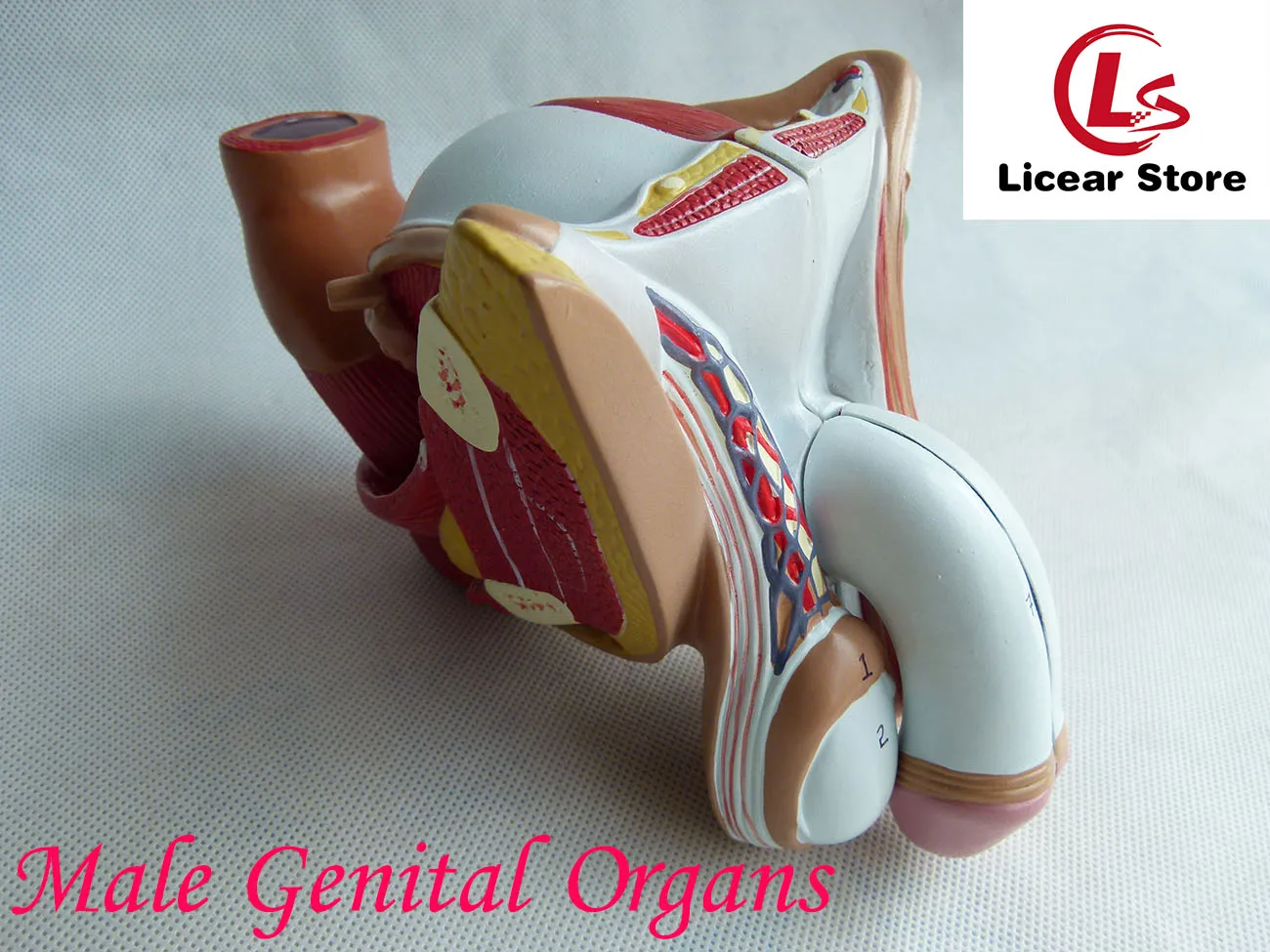 

Male Genital Organs,Male genitalia Anatomical Model Structure ,Male Reproductive Organs Decomposition Model