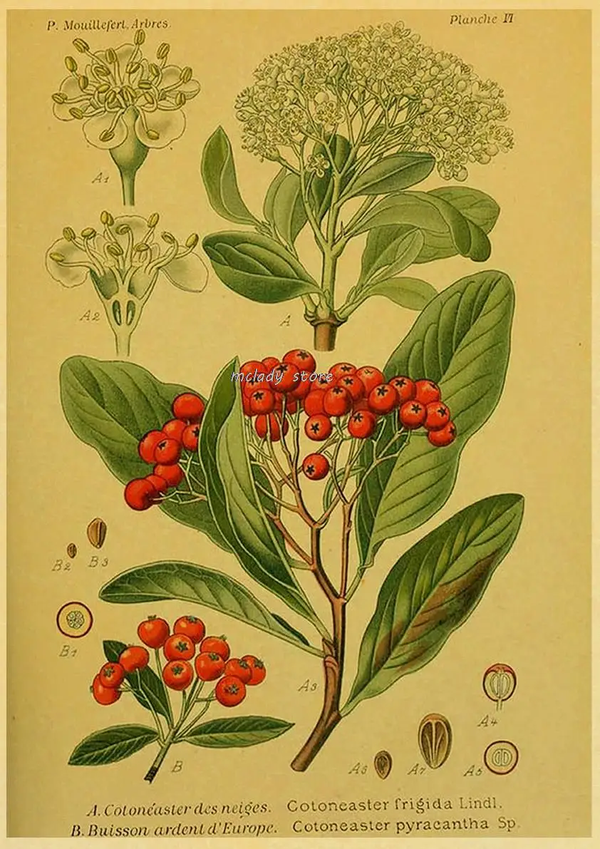 

Винтажный постер с овощами и фруктами