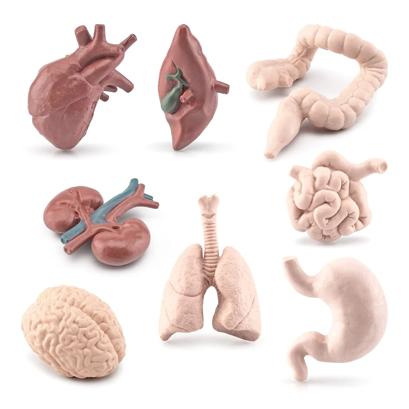 

New Human Torso Body Organ Miniature Anatomy Organs Model Education Montessori Toy Kiddie Boy Girl Collection Figurines 8PCS