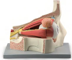 Увеличенная модель глазного яблока и орбита сосудистым нервом 11-частотный