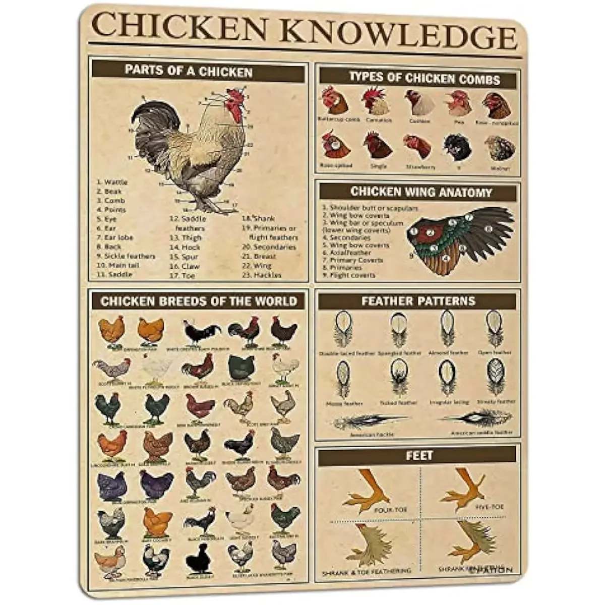 

Знания о курице, металлический жестяной знак, куриные породы мира, информационная графика, плакат для клуба, кафе, бара, дома, кухни, настенные украшения
