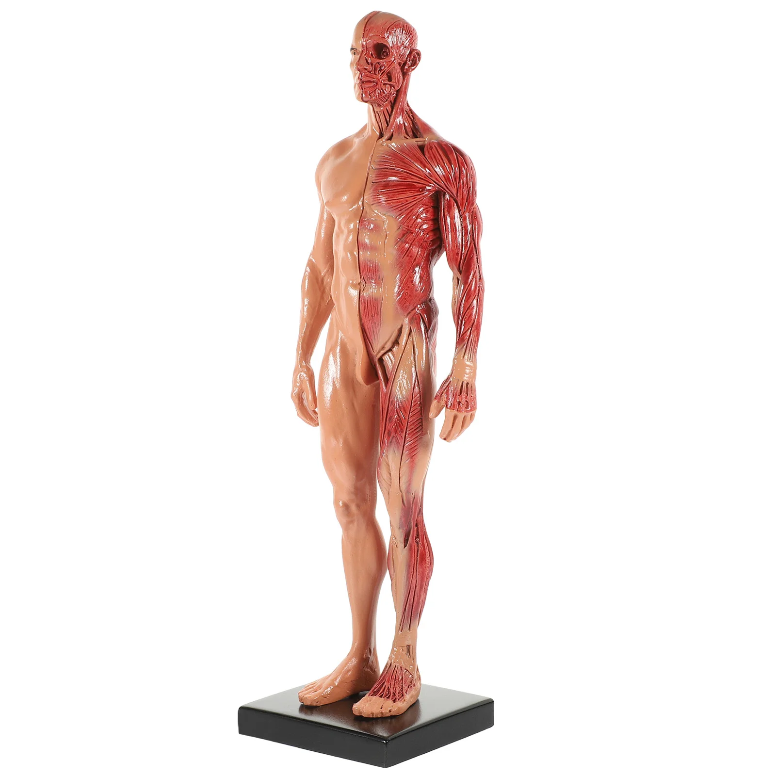 

Манекен манакин, модель мышц, миниатюрная скульптура, инструмент для обучения анатомии, фигурка тела из смолы, картина CG, человеческие модели
