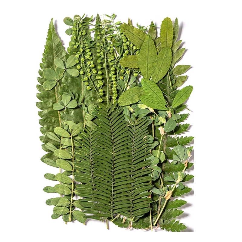 

Набор прессованных сушеных листьев для творчества