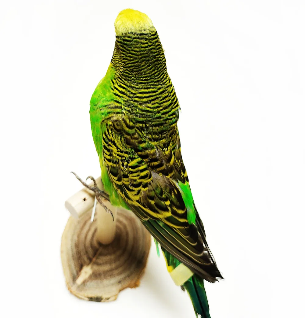 Фото Начинка образца настоящего попугая Melopsittacus Budgerigar Budgie, украшение для дома, специальные подарки №4