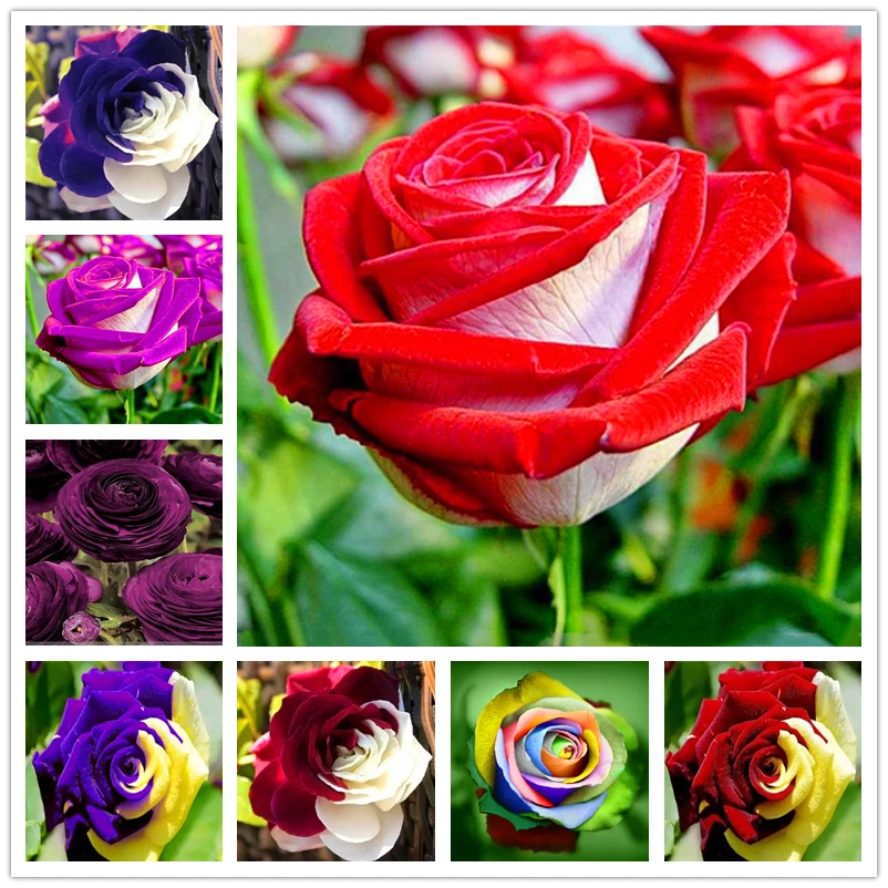 

100Pcs Bi-color Rose Flowers Home Furniture Nature Colourful Strong Fragrant Flower Plants Wood Shoe Cabinet A0B-F