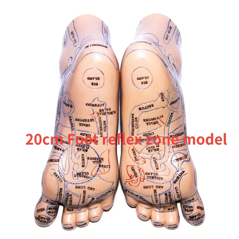 

2Pcs 20cm Foot Reflex Zone Massage Model Foot Acupuncture Point Model Foot Needle Acupoint Model