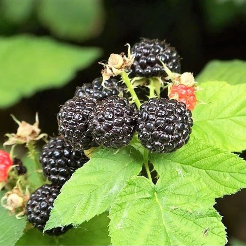 

4Types 20Pcs Red Dwarf Pitaya Dragon Fruit Seeds, White Mulberry Seeds, Grape Seeds, Black Raspberry Seeds, Juicy and Delicious