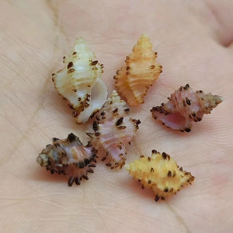 Натуральные Редкие раковины Favartia Balteata коллекция образцов аквариумное украшение