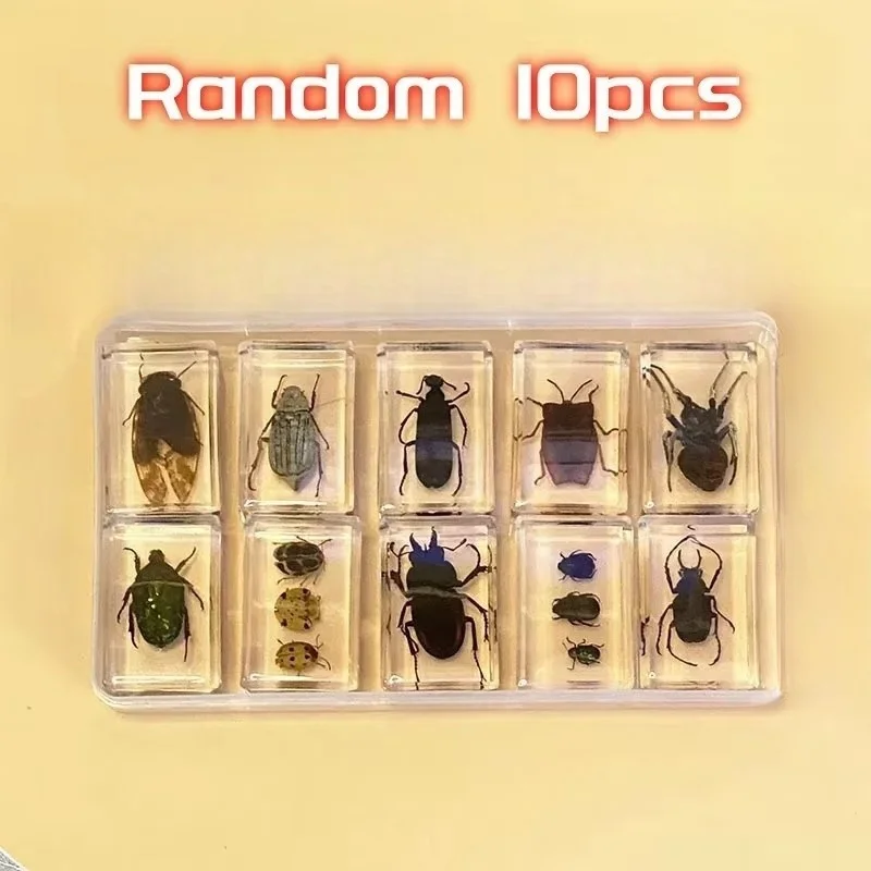 

Образец насекомых в эпоксидной смоле