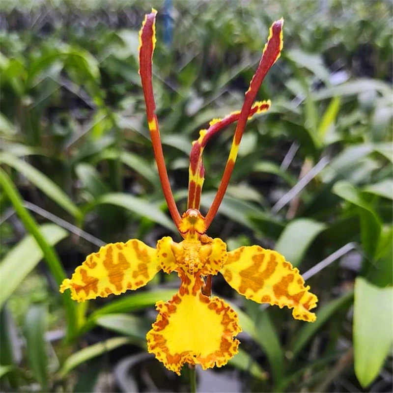 Парфюмерные ароматерапевтические растения 150 шт фаленопсис Бабочки Орхидеи