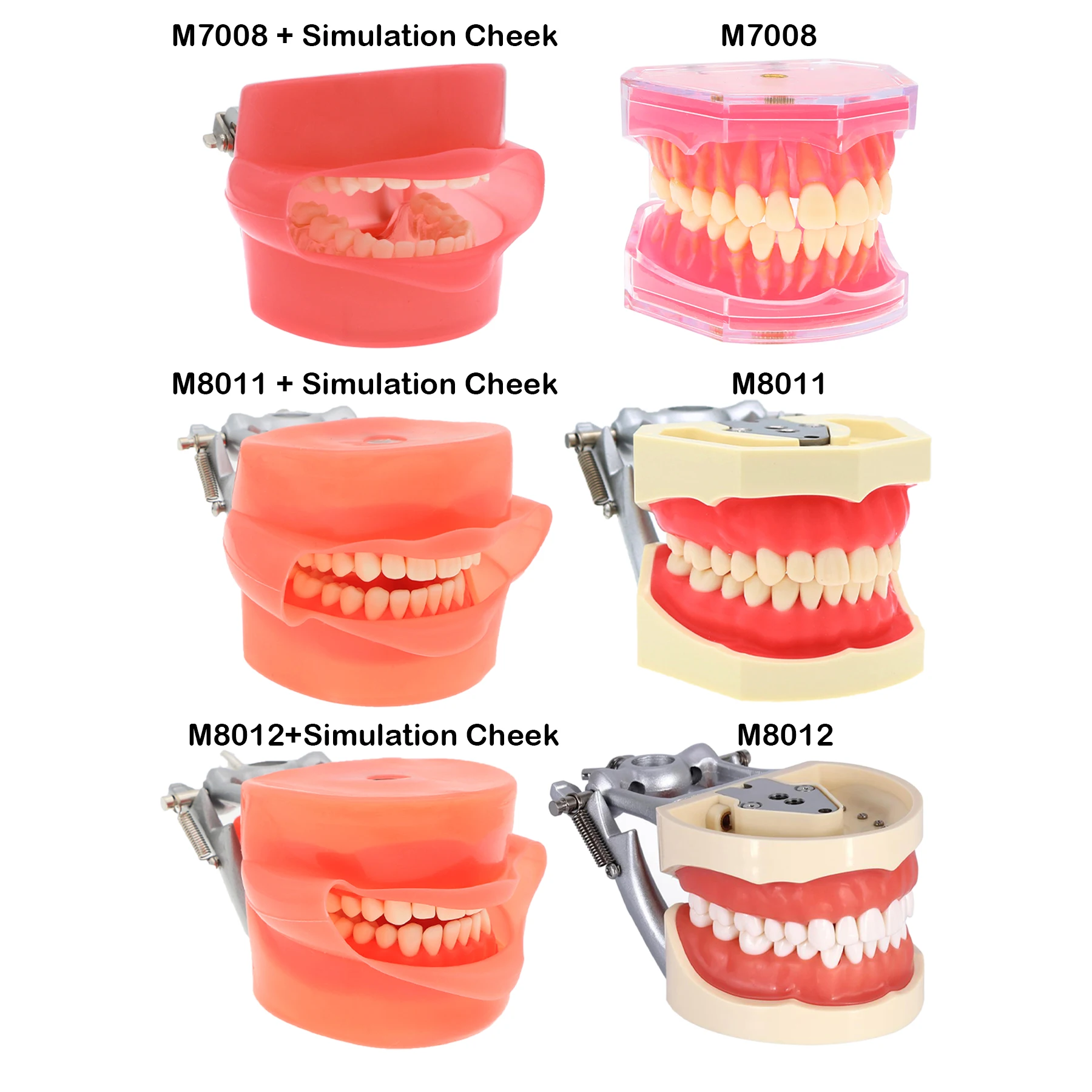 

Dental Soft Rubber Simulation Cheek Fit Standard Teeth Model Kilgore NISSIN 200/500 Type Teeth Model M7008 M8011 M8012