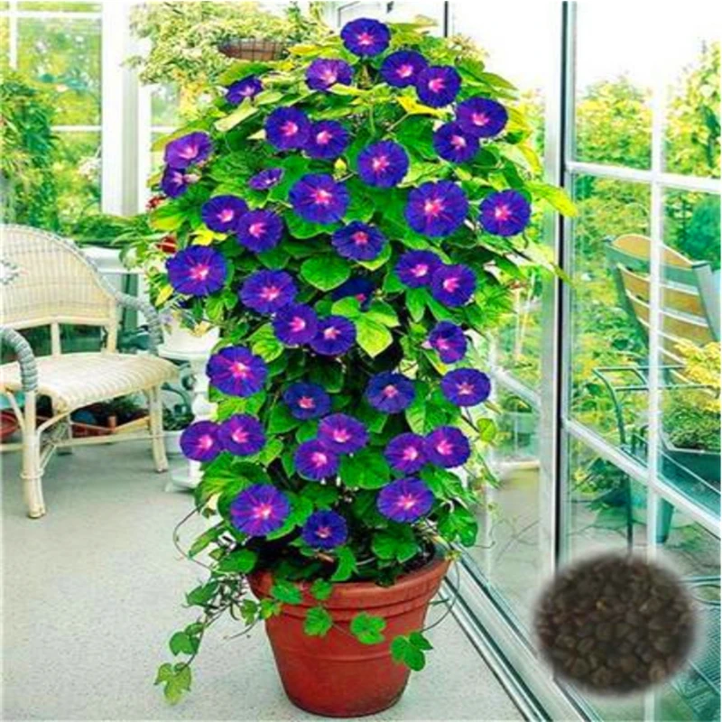 

50Pcs Climbing Morning Glory Seeds Incense Nature Plants Air Purification Perfume Petunia Flowers Fragrant Incense I0671R