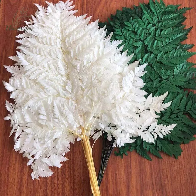 

10Pcs Natural Fresh Dried Flower Goat Tooth Fiddlehead Ferns Eternal Dry Arachniodes Leaves Garden Wedding Decoration Home Decor