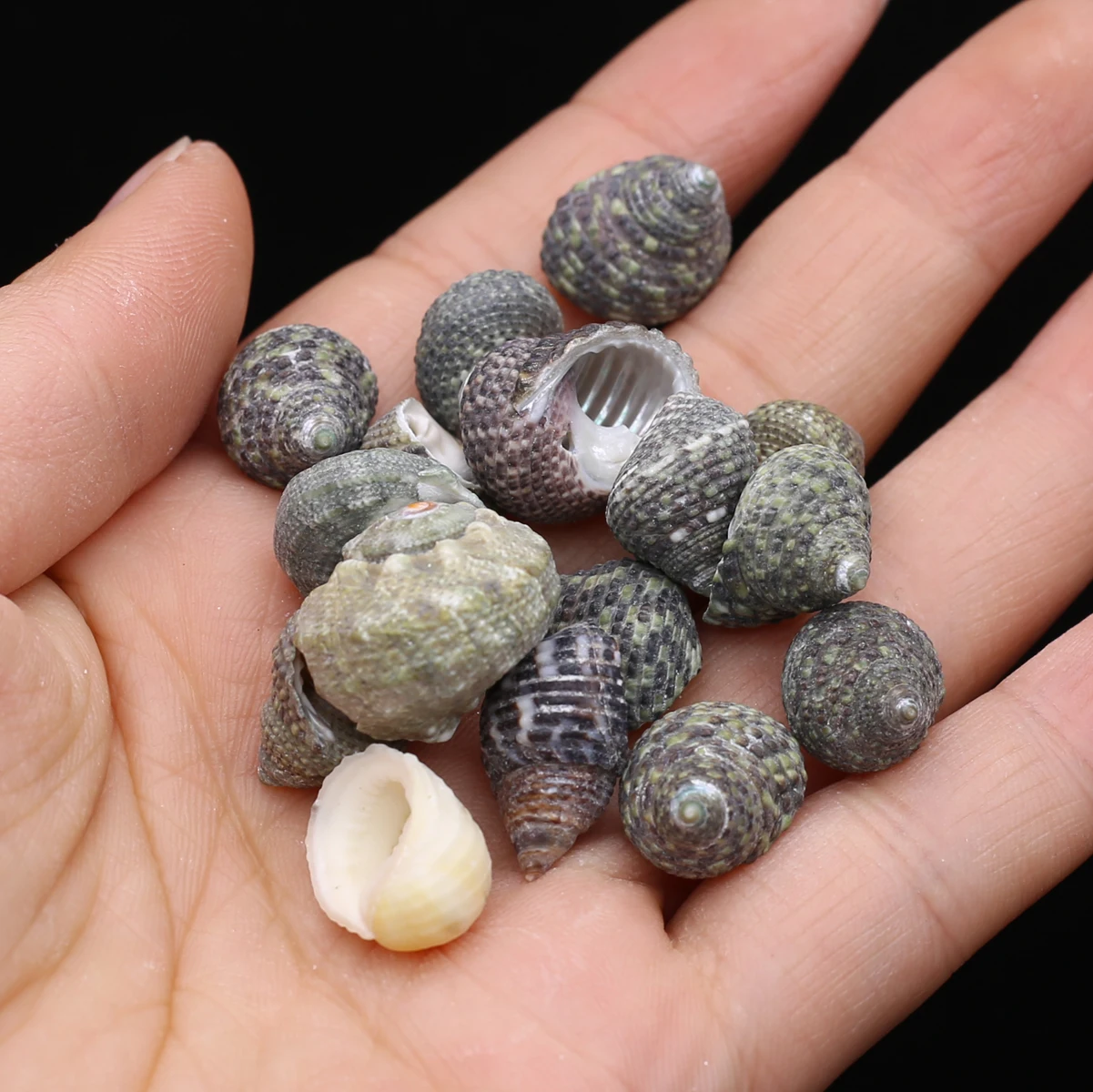 

Natural Conch Snail Beads Loose Sea Shell Bead for Jewelry Making Diy Women Bracelet Necklace Crafts Fish Tank Decoration