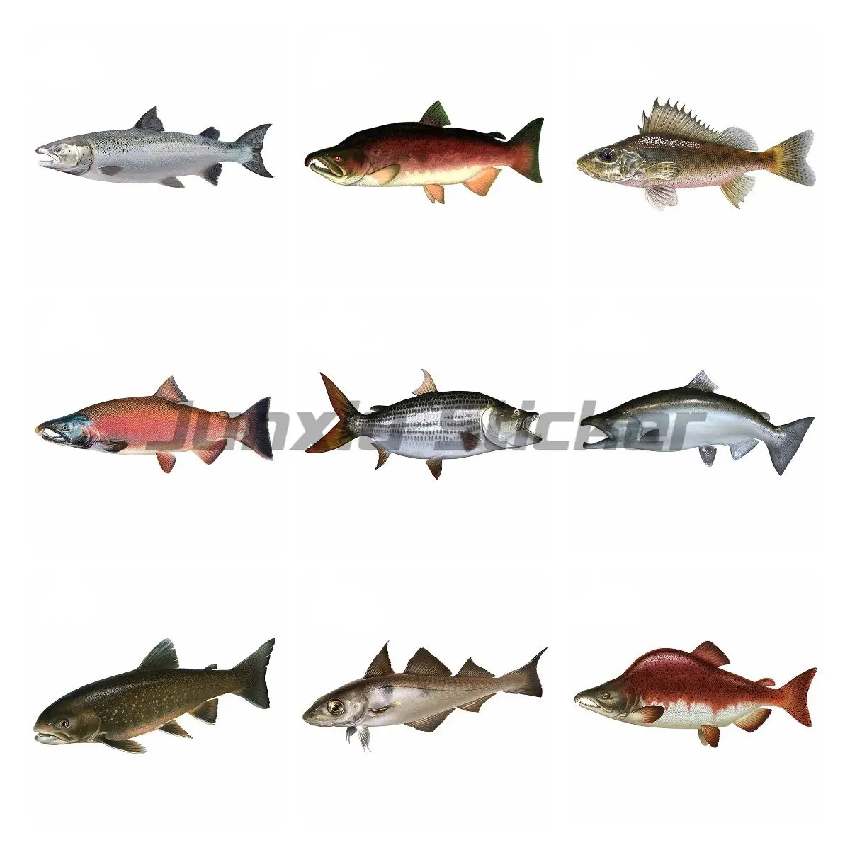 

Автомобильная наклейка лосося, индивидуальные автомобильные наклейки, мотоциклетный виниловый материал, устойчивый к царапинам, для JDM SUV RV Decor