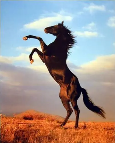 

Wild Black Stallion Horse Rearing Animal Wall Decor Art Print Poster