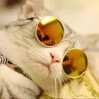 Милые винтажные Круглые Солнцезащитные очки для кошек реквизит для фотосъемки животных отражающие очки для кошек маленькая собака