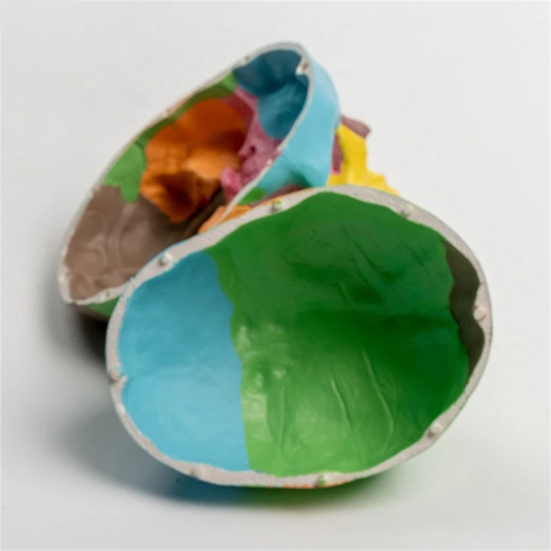 Съемная Научная Анатомия 4D Модель Черепа Учебный Дисплей Медицинский Инструмент