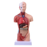 2022 new human torso model anatomy visceral anatomy teaching 15 parts 28cm human torso anatomical model experimental model