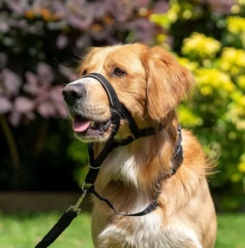 Намордники для домашних питомцев регулируемая тренировочная свинцовая веревка