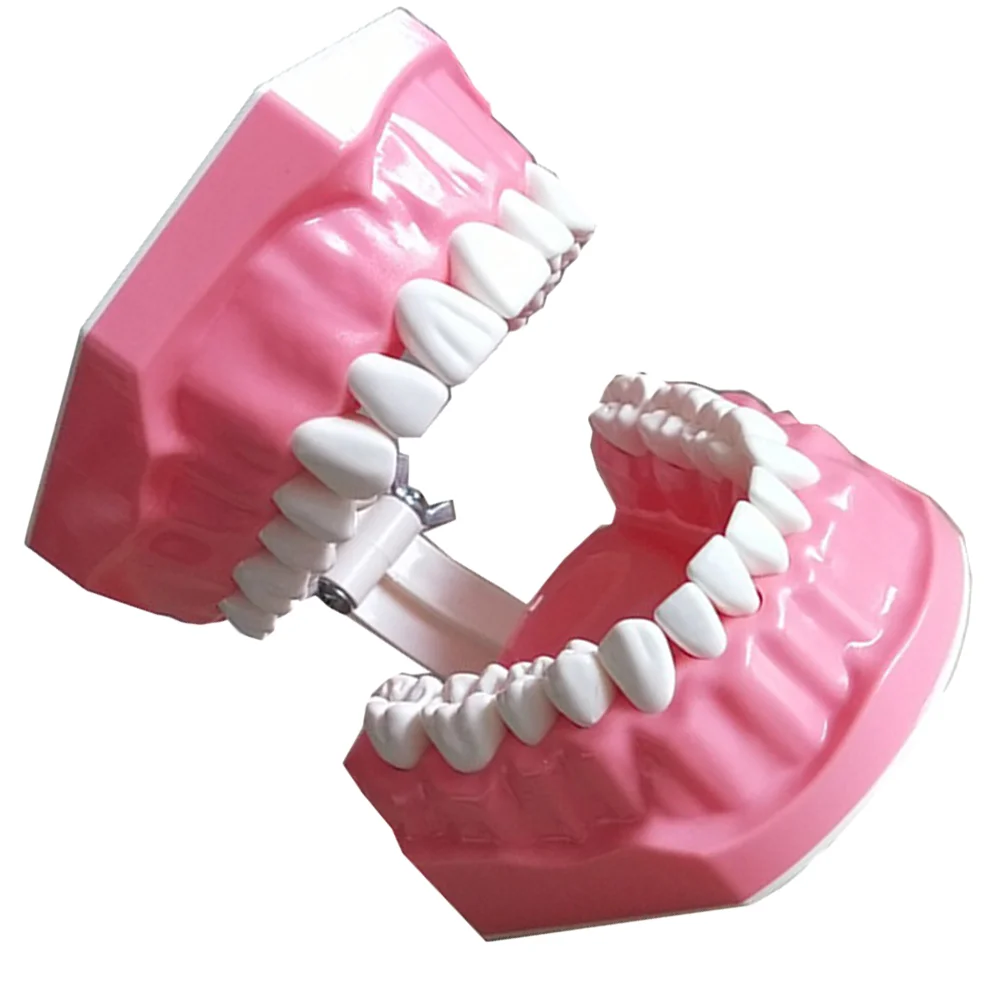 1 Pc Model Prime Durable Sturdy Model Brushing Teaching Model for Kindergarten Home