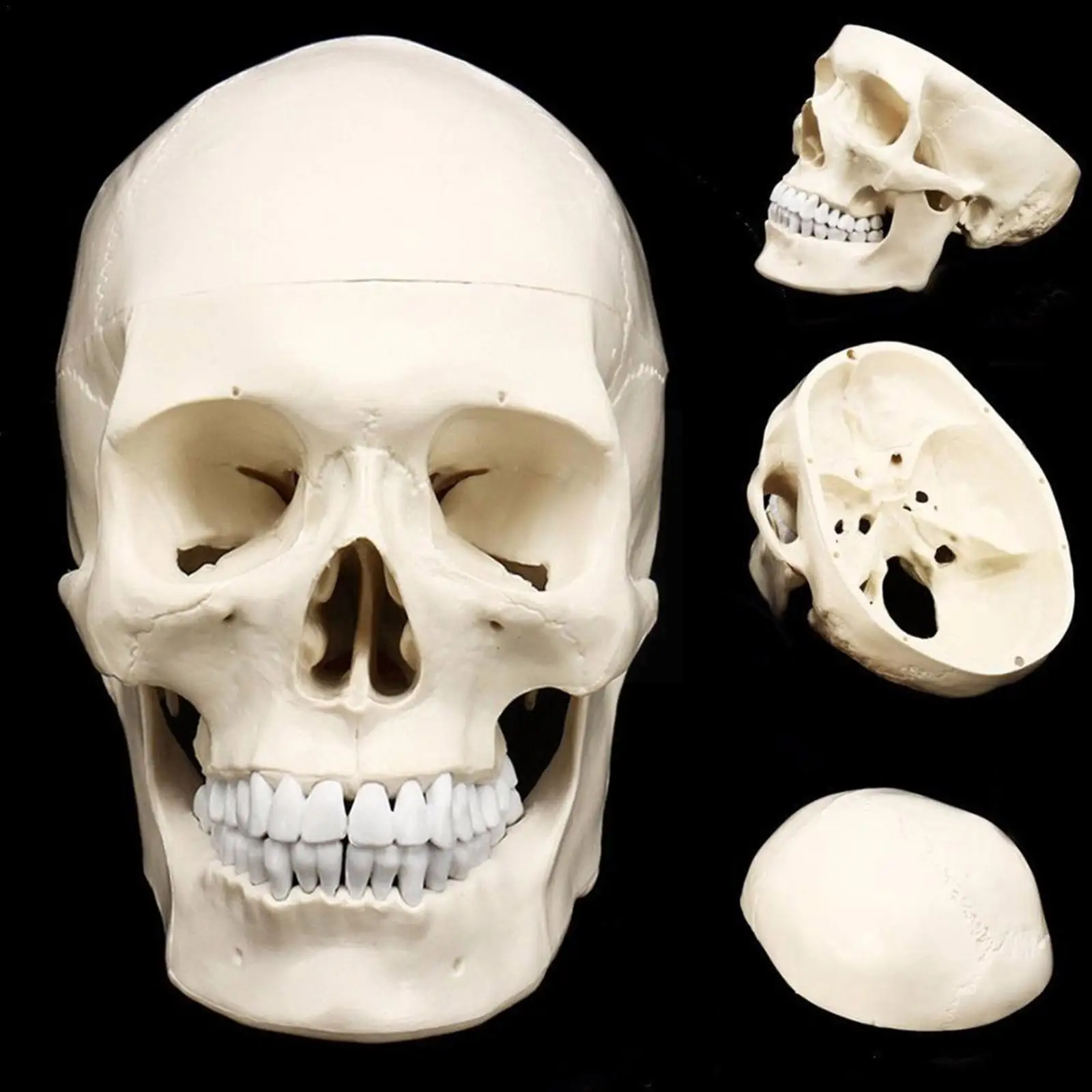 

Statues Sculptures Skull Model Skeleton Head Size 1:1 High Decor Quality Life Decorative Replica Resin Crafts Halloween Hom C0P0