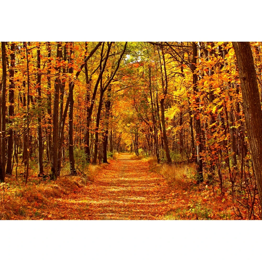 Фон для фотосъемки с изображением природного осеннего леса