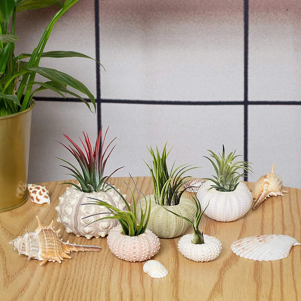 

Sea Urchin Air Pineapple Shells Conch Aquarium Bonsai Mediterranean Seashells Home Marine Beach Decorative Craft