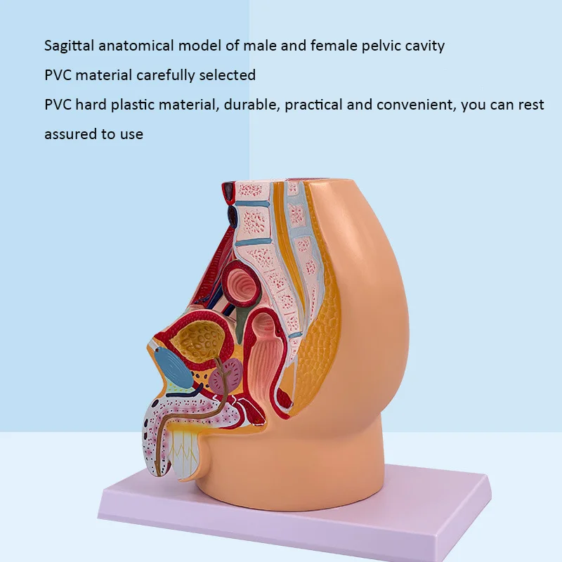 

Модель женской тазовой системы ZJMZYM