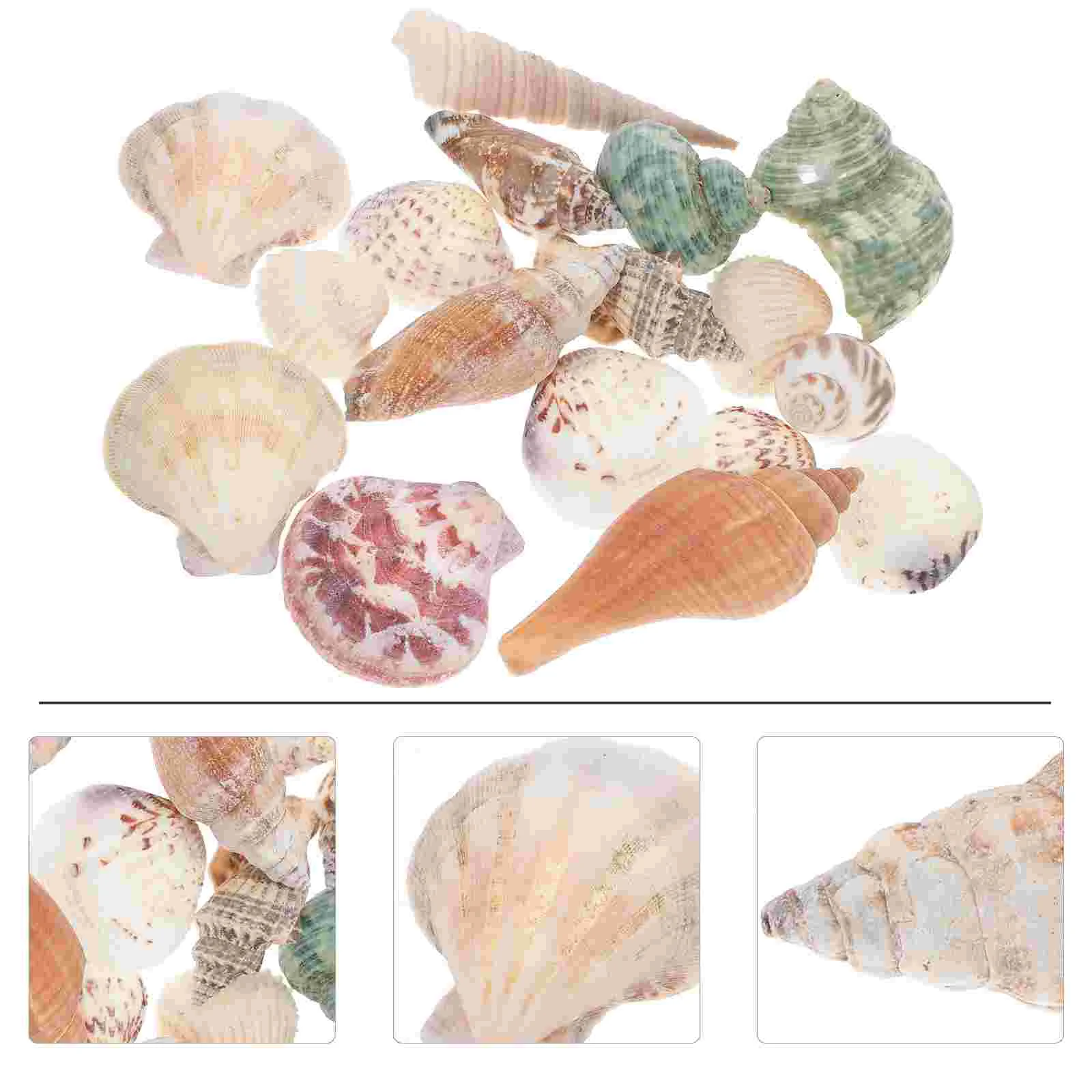 

Shell Conch Sea Tank Fish Shells Aquarium Decoration Natural Craft Seashells Conchs Beach Landscaping Beads Small Tiny Ornament