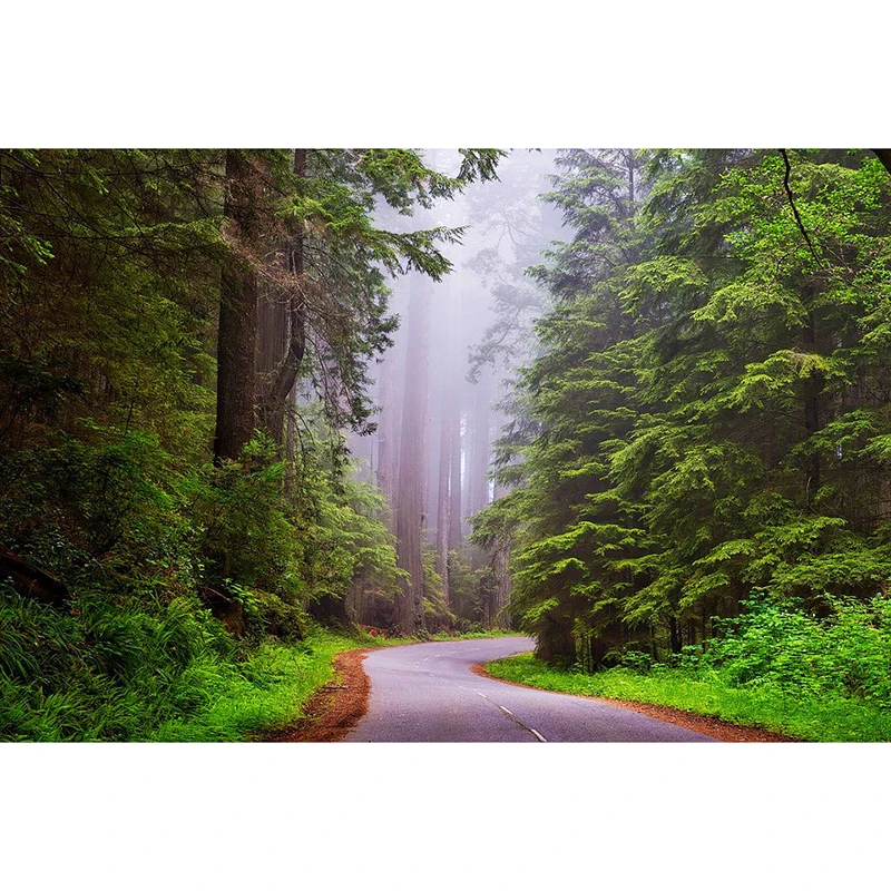 

Full Round Square Diamond Embroidery Mosaic National Sequoia Park 5D DIY Diamond Painting Tree Kit Home Decor Birthday Gift