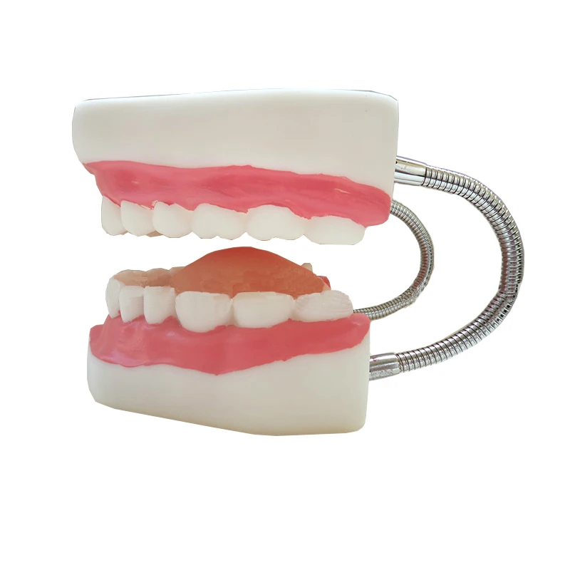 Зубная обучающая модель увеличенная в 6 раз стандартного размера