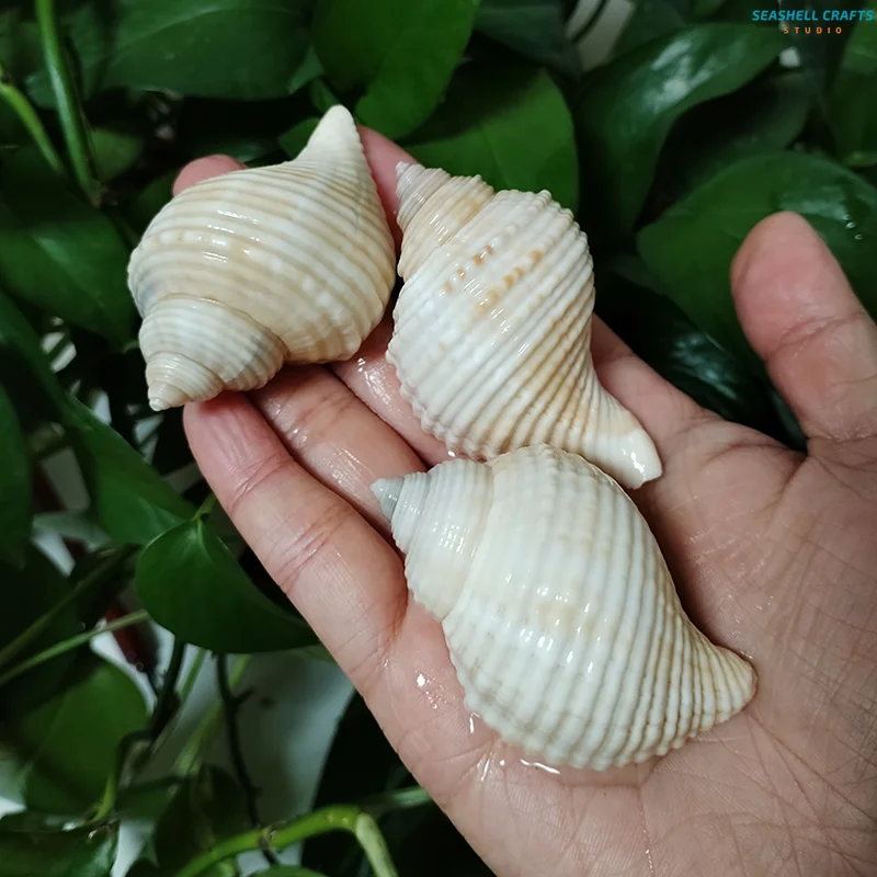 3 шт. подлинные моноплексные ракушки большая раковина в виде арахисового краба