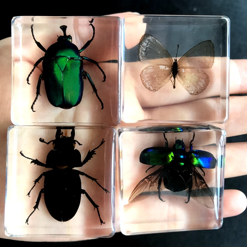 

Образцы хоферов в смоле, 4 шт.