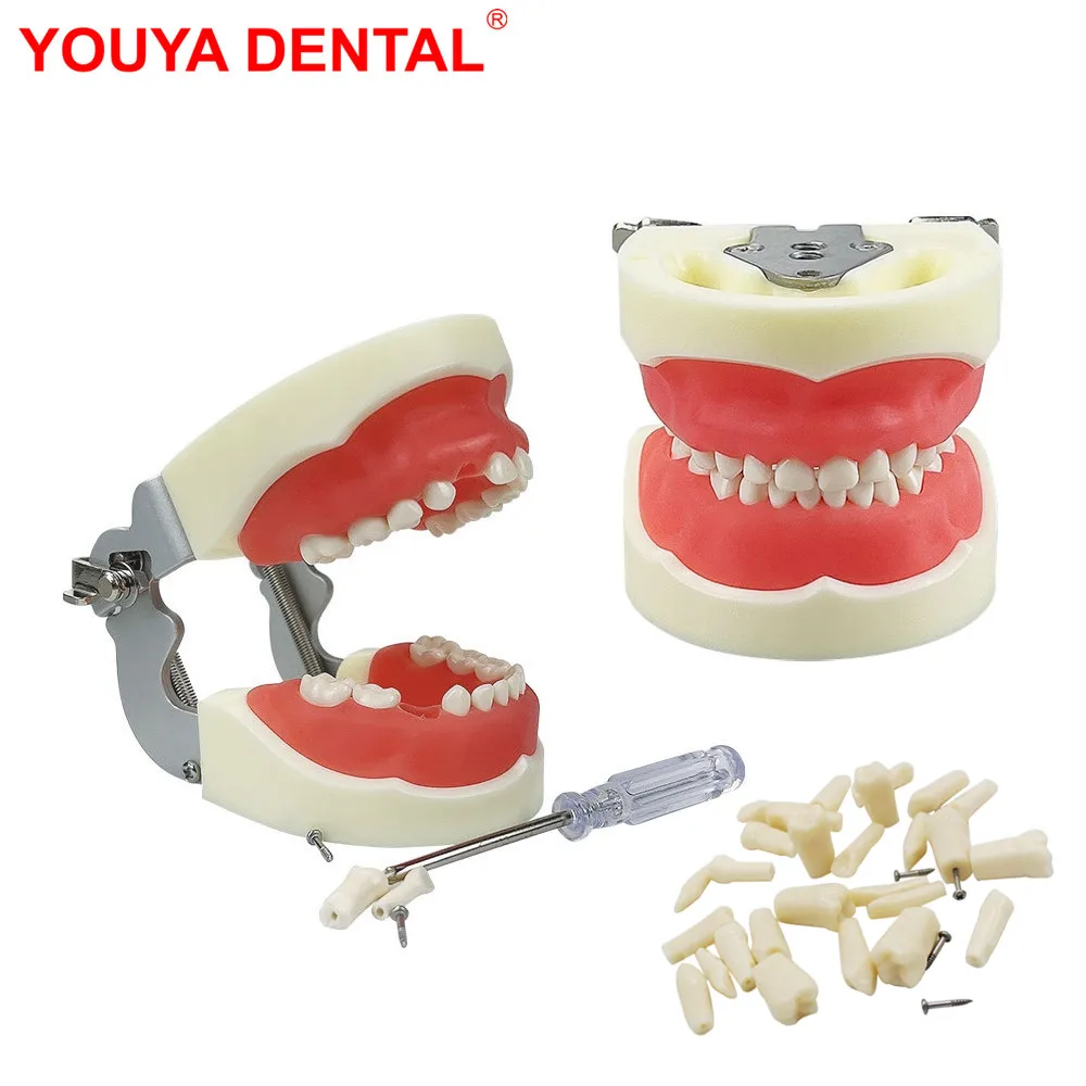 

Kids Dental Model Teeth Gums Jaw Model With Removable Tooth Child Typodont Teeth Model For Dental Technician Practice Training