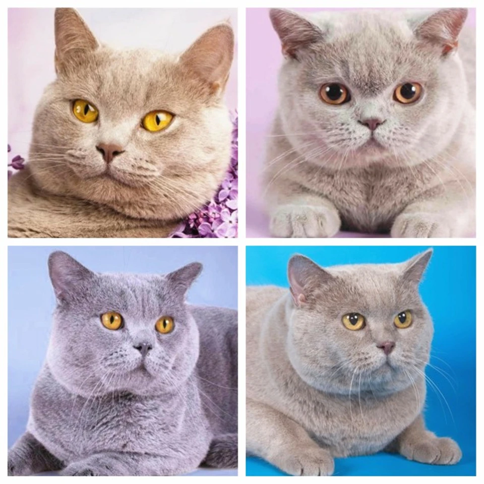 AZQSD алмазная мозаика кошка рукоделие вышивка животное крестиком картина