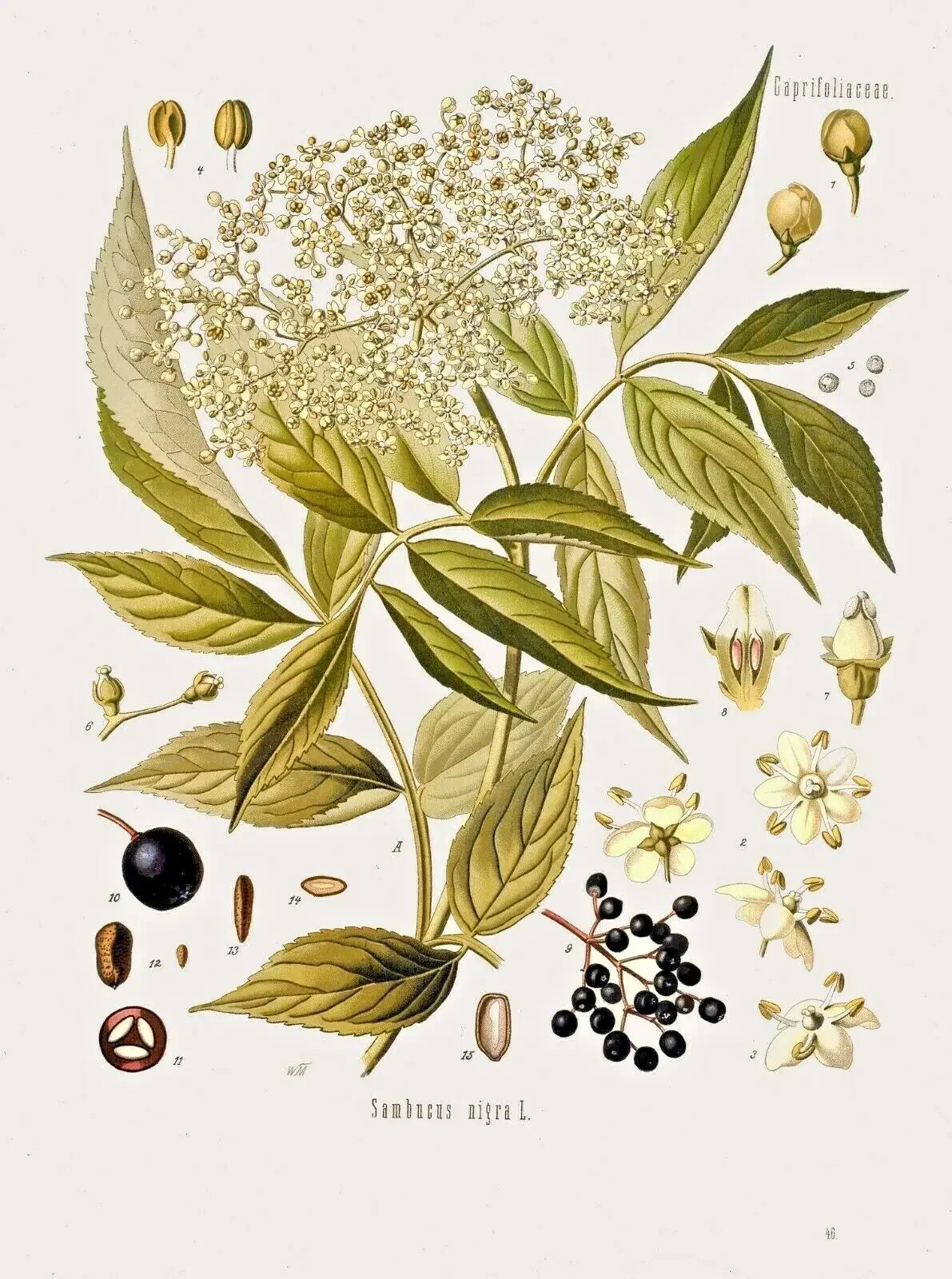 Ботанические травы медицинские растения старый цветок винтажная наклейка на